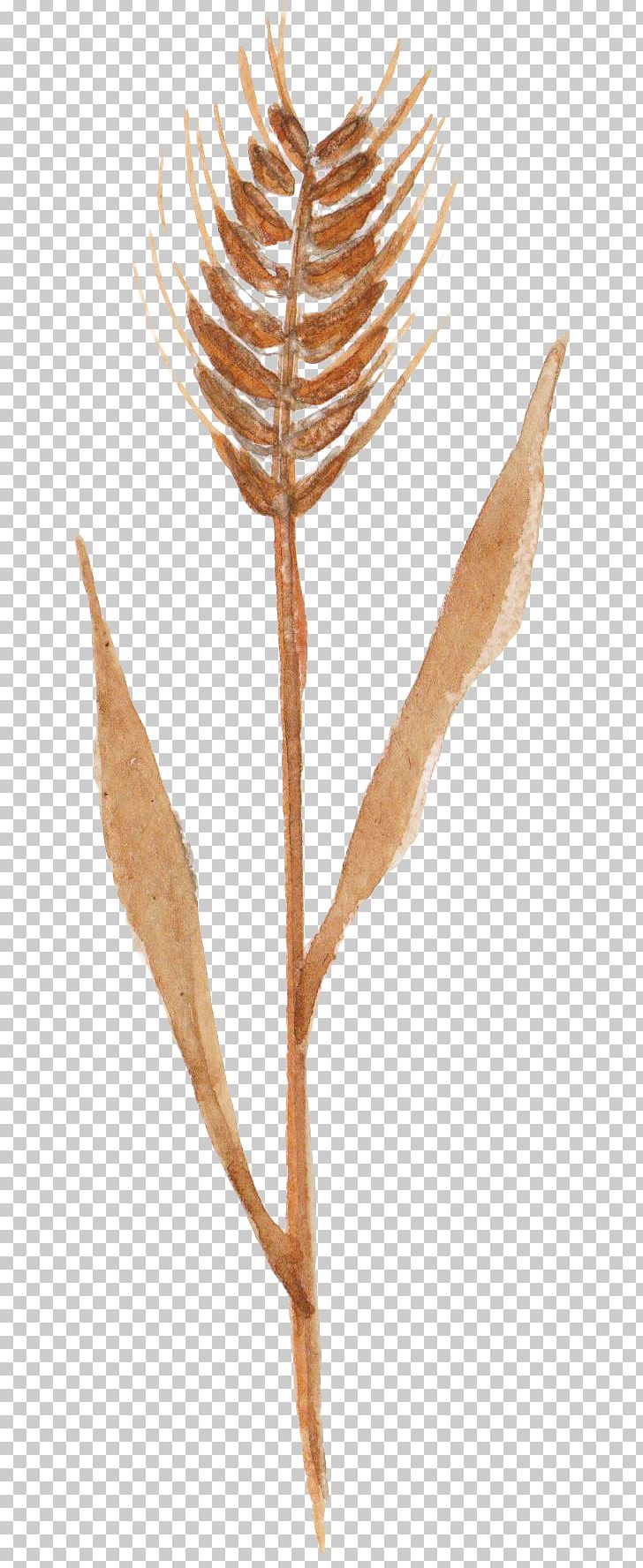 Autumn Wheat Crop PNG, Clipart, Autumn Harvest, Branch, Download, Drawing, Food Free PNG Download