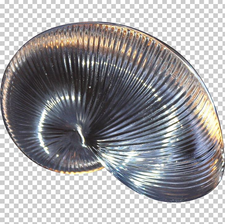 Cockle Clam Mussel Oyster Scallop PNG, Clipart, Clam, Clams Oysters Mussels And Scallops, Cockle, Conch, Miscellaneous Free PNG Download