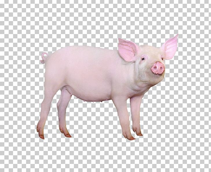 Large White Pig Gxc3xb6ttingen Minipig Hogs And Pigs Stock Photography PNG, Clipart, Animals, Domestication Islands, Domestic Pig, Family, Fat Pig Free PNG Download