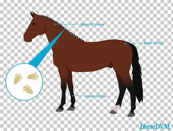 Louse Stallion Mare Black Forest Horse Equestrian PNG, Clipart, Bridle, Colt, Equestrian, Equine Nutrition, Halter Free PNG Download