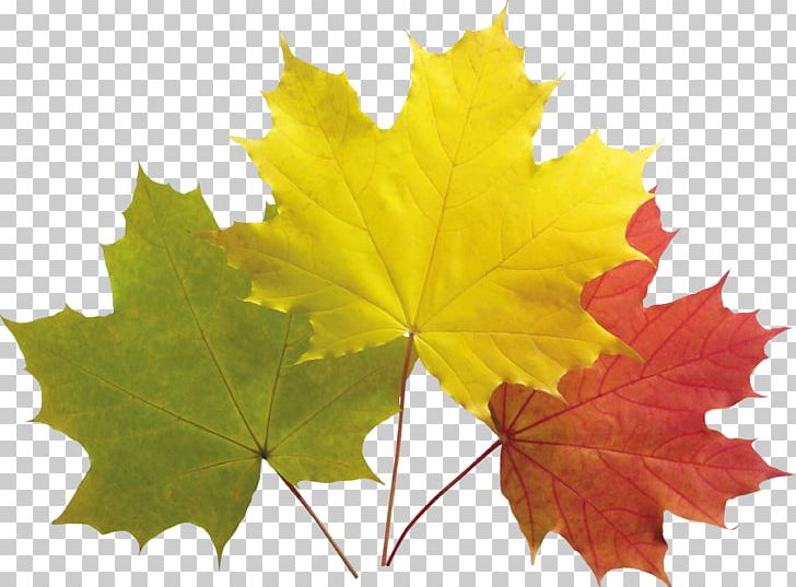 Maple Leaf Green Tree PNG, Clipart, Autumn, Child, Color, Daytime, Grape Leaves Free PNG Download