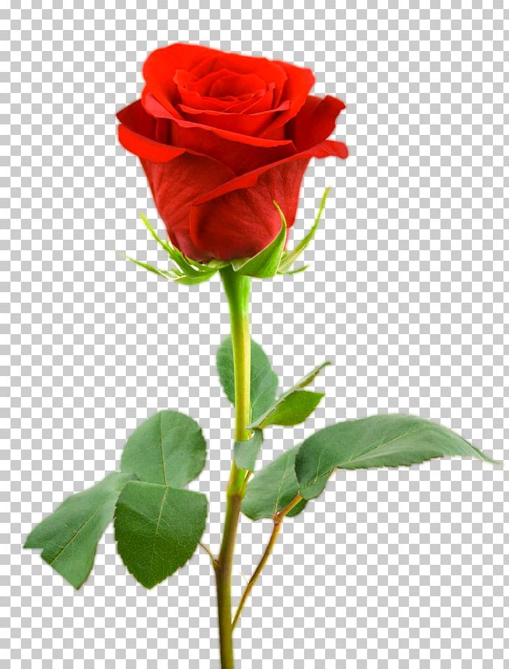 Rose PNG, Clipart, Rose Free PNG Download