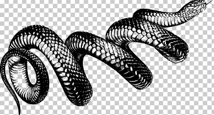 The Snakes Of Australia Vipers PNG, Clipart, Animals, Black And White, Coil, Drawing, Kingsnake Free PNG Download