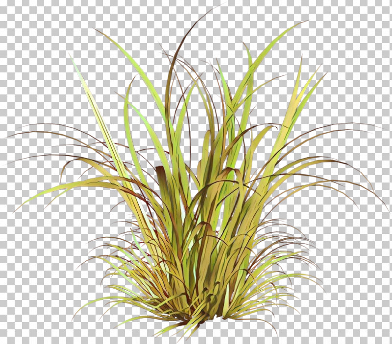 Grass Plant Terrestrial Plant Grass Family Houseplant PNG, Clipart, Flower, Grass, Grass Family, Herb, Houseplant Free PNG Download