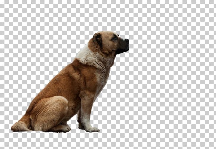 Dog Breed Central Asian Shepherd Dog Companion Dog Puppy Breed Group (dog) PNG, Clipart, Animals, Breed, Breed Group Dog, Captain, Carnivoran Free PNG Download