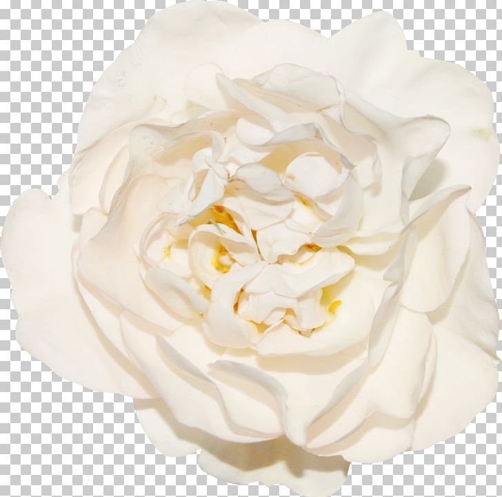 Garden Roses Cabbage Rose Cut Flowers Petal Cape Jasmine PNG, Clipart, Cape Jasmine, Cream, Flower, Flowering Plant, Garden Free PNG Download