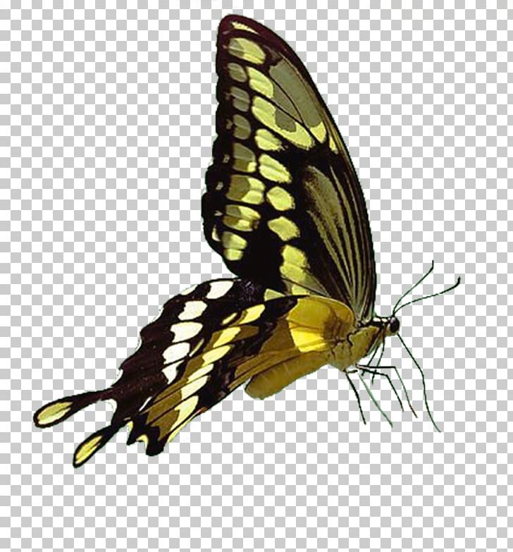 Monarch Butterfly Insect Moth Pieridae PNG, Clipart, Animal, Arthropod, Bird, Blue Butterfly, Brush Footed Butterfly Free PNG Download