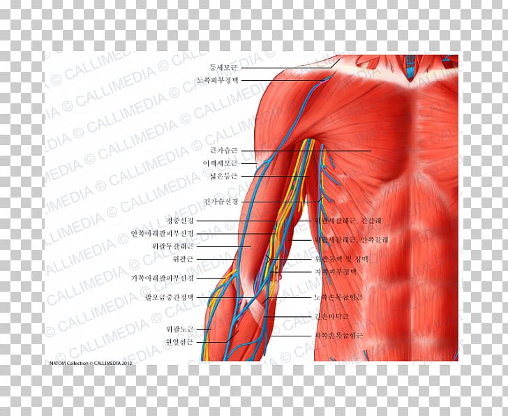 Arm Nerve Blood Vessel Human Body Anatomy PNG, Clipart, Abdomen, Anatomy, Angle, Arm, Artery Free PNG Download