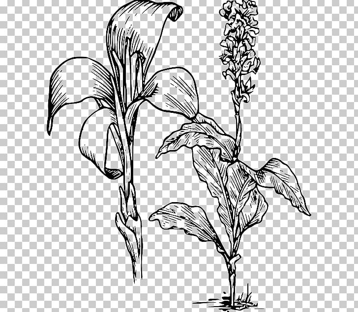 Arum-lily Canna Indica Flower Tiger Lily PNG, Clipart, Art, Artwork, Arumlily, Black And White, Branch Free PNG Download