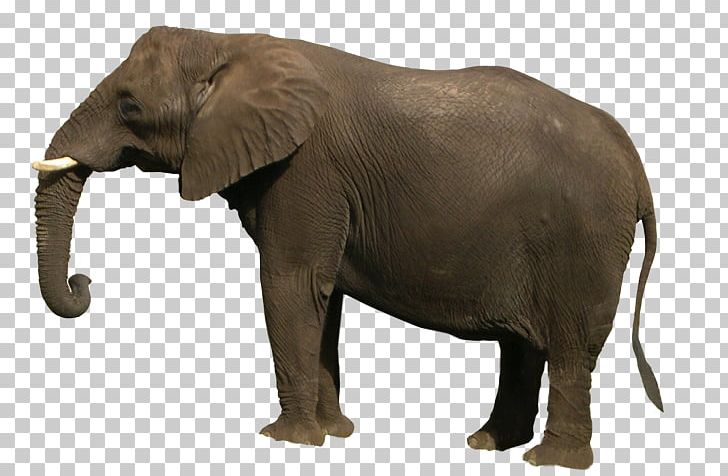 Asian Elephant African Bush Elephant PNG, Clipart, African Bush Elephant, African Elephant, Animals, Asian Elephant, Computer Icons Free PNG Download