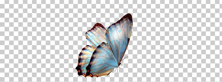 Butterfly Transparency And Translucency PNG, Clipart, Body Jewelry, Butterfly, Computer Icons, Decal, Encapsulated Postscript Free PNG Download