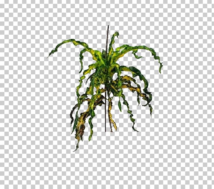 Garden Croton Ornamental Plant Benih Crop Yellow PNG, Clipart, Air, Auglis, Bandung, Benih, Branch Free PNG Download