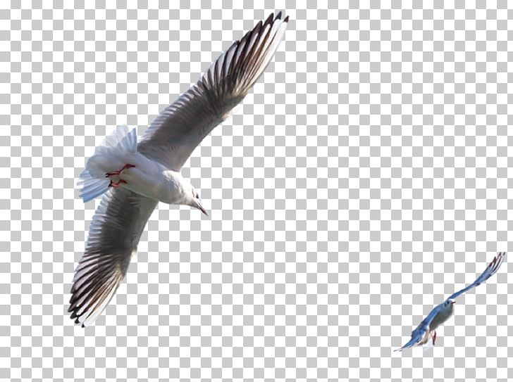 Beak Shorebirds Fauna Seabird Vulture PNG, Clipart, Beak, Bird, Charadriiformes, Fauna, Feather Free PNG Download