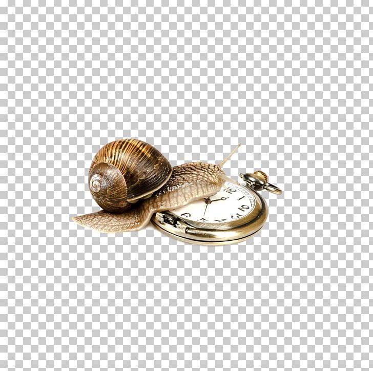 Escargot Stock Photography PNG, Clipart, Accessories, Apple Watch, Caracol, Clip, Clips Free PNG Download