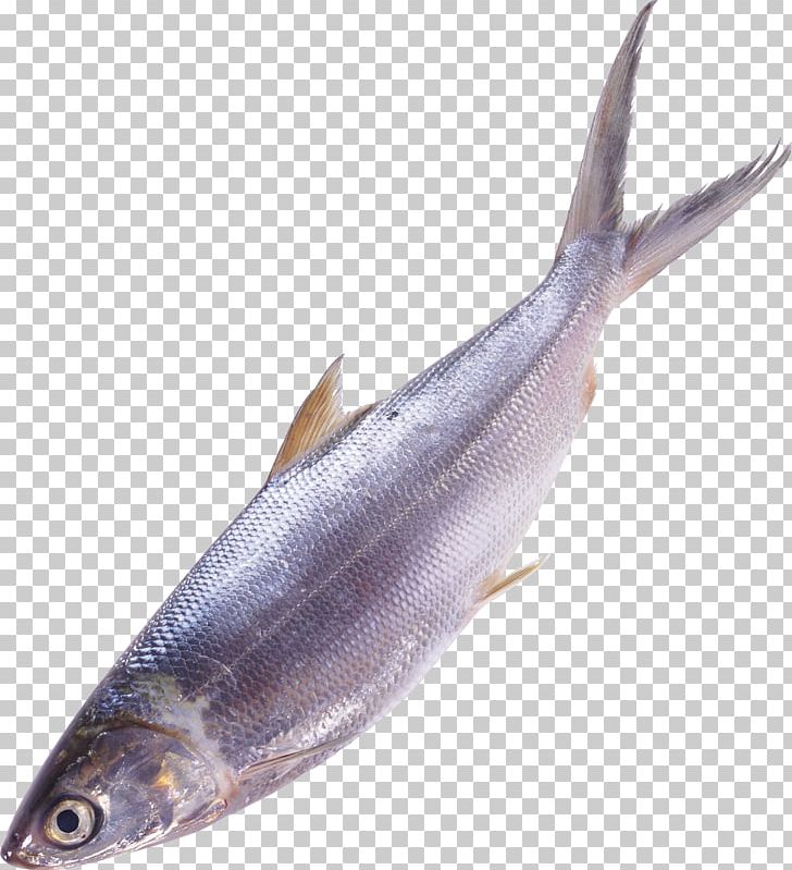 Fish Sardine Seafood PNG, Clipart, Animals, Animal Source Foods, Betta, Bonito, Bony Fish Free PNG Download