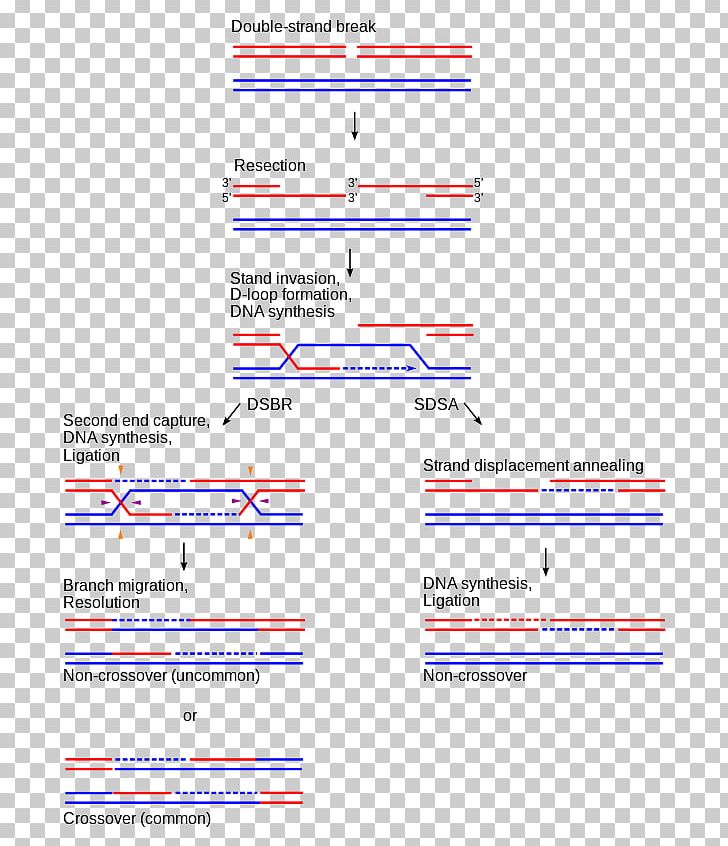 Holliday Junction Homologous Chromosome Chromosomal Crossover Genetic Recombination PNG, Clipart, Angle, Area, Break, Cell Division, Chromosomal Crossover Free PNG Download