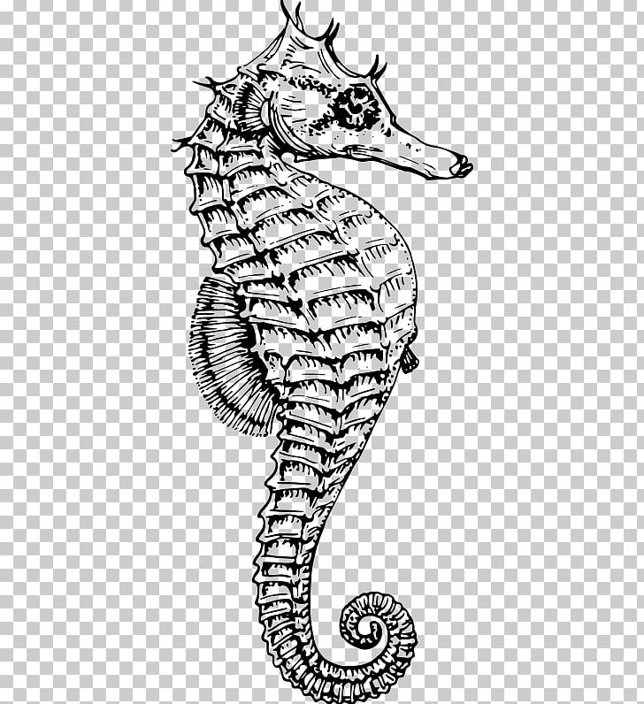 White's Seahorse Drawing Dwarf Seahorse PNG, Clipart,  Free PNG Download