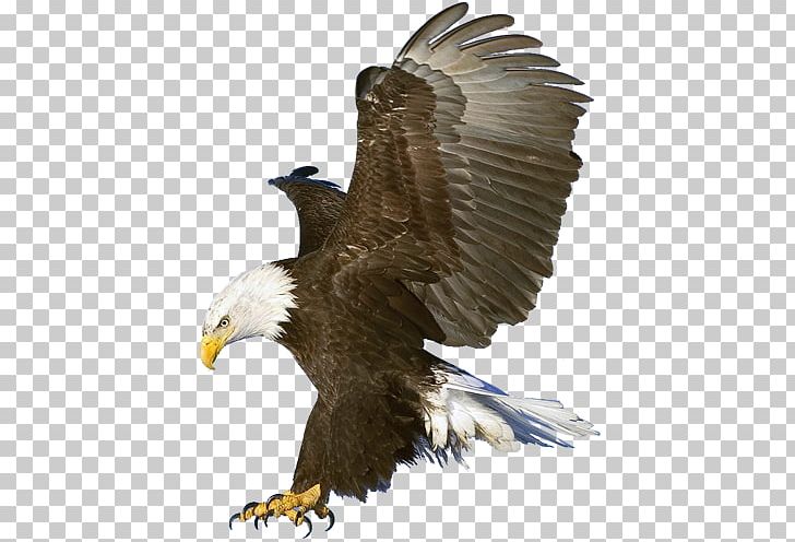 Bald Eagle Macintosh PNG, Clipart, Accipitriformes, Animals, Beak, Bird, Bird Of Prey Free PNG Download
