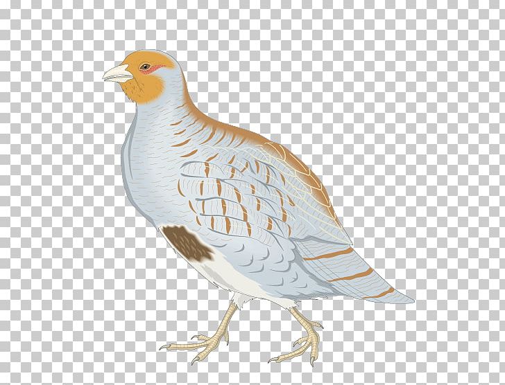 Bird Partridge PNG, Clipart, Animals, Bird Cage, Chicken, Claw, Fauna Free PNG Download