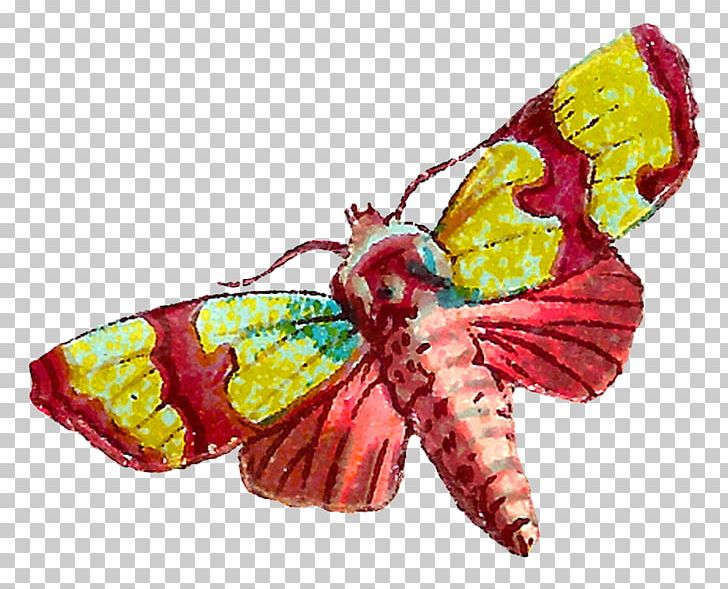 Butterfly Insect PNG, Clipart, Animals, Art, Arthropod, Bombycidae, Brush Footed Butterfly Free PNG Download