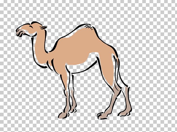 Dromedary Pack Animal Mustang PNG, Clipart, Animal Figure, Arabian Camel, Camel, Camel Like Mammal, Camels Free PNG Download