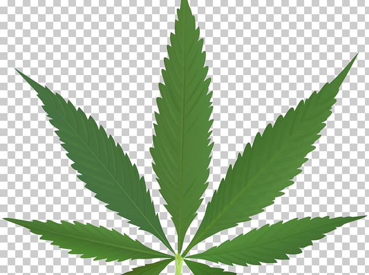 Cannabis Sativa Medical Cannabis Leaf Smoking PNG, Clipart, Cannabinoid, Cannabis, Cannabis Sativa, Cannabis Smoking, Drug Free PNG Download