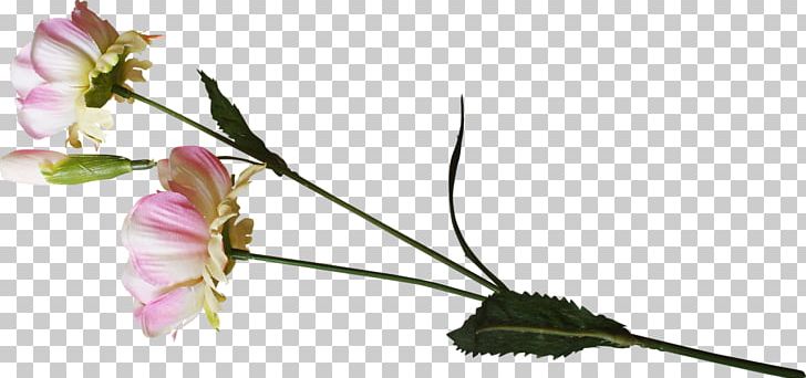 Cut Flowers Rosaceae Bud Twig PNG, Clipart, Blossom, Branch, Bud, Cut Flowers, Flora Free PNG Download