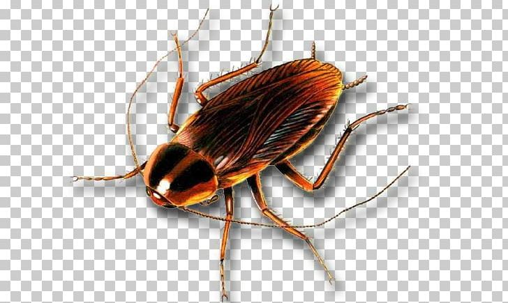 German Cockroach Insect Pest Control PNG, Clipart, American Cockroach, Animals, Ant, Arthropod, Bed Bug Free PNG Download