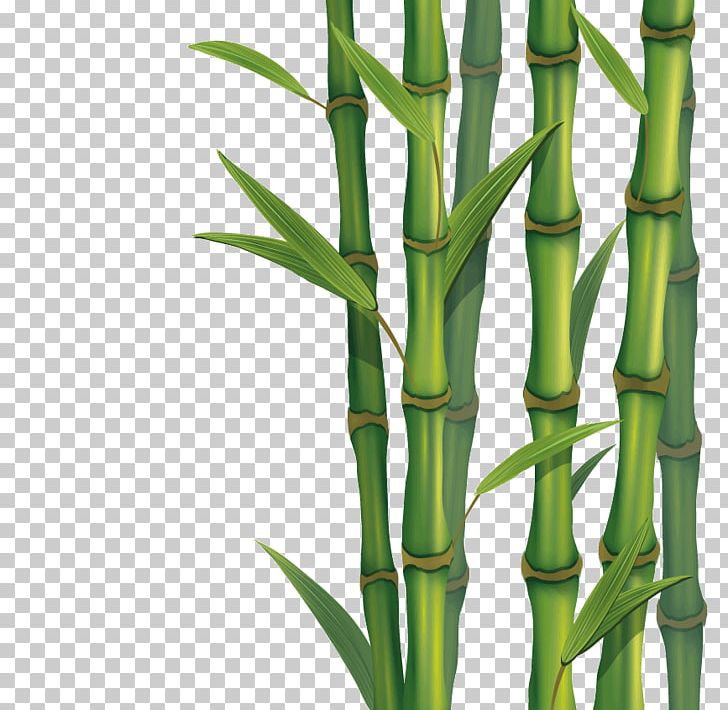 Tropical Woody Bamboos Skin PNG, Clipart, Bamboo, Bamboopng, Canon, Commodity, Furniture Free PNG Download