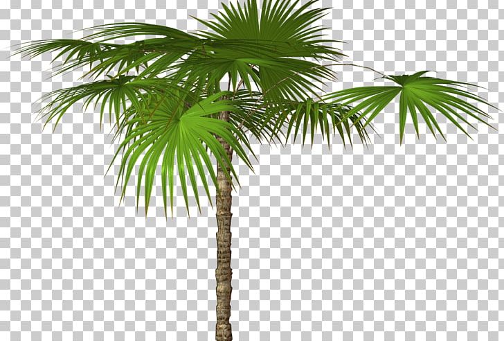 Arecaceae Tree Resolution PNG, Clipart, Arecaceae, Arecales, Borassus Flabellifer, Clip Art, Coconut Free PNG Download