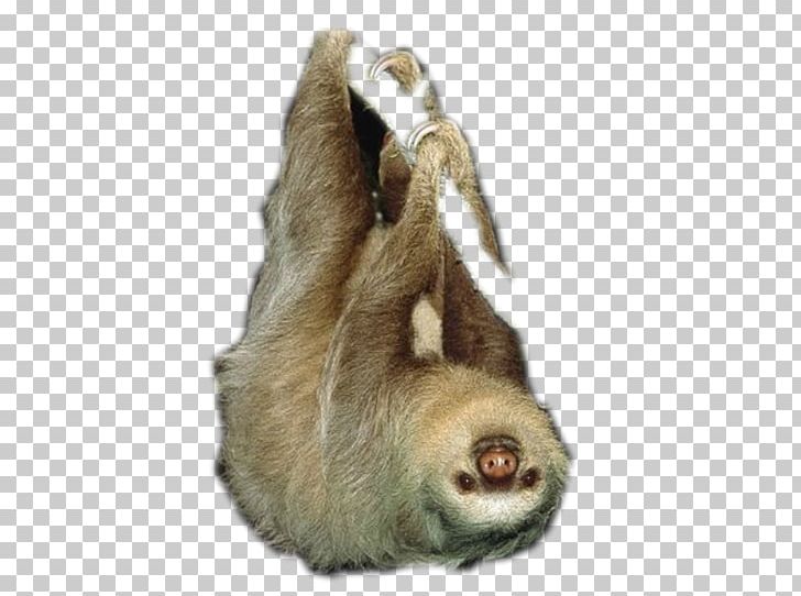 Hoffmann's Two-toed Sloth Linnaeus's Two-toed Sloth Brown-throated Sloth Maned Sloth Pale-throated Sloth PNG, Clipart, Animal, Chinese Bamboo Rat, Fauna, Fur, Ground Sloth Free PNG Download