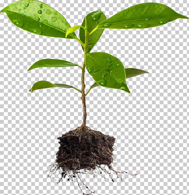 Tree Plant And Soil Plant And Soil Agriculture PNG, Clipart, Agriculture, Agritech, Flax, Flowerpot, Houseplant Free PNG Download