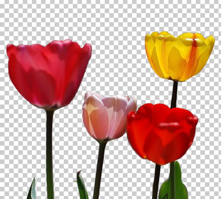 Tulip Petal Flower PNG, Clipart, Colored, Colored Flowers, Cut Flowers, Download, Flower Free PNG Download