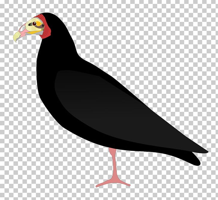 Beak Seabird Vulture Water Bird PNG, Clipart, Animals, Beak, Bird, Fauna, Illustrator Free PNG Download