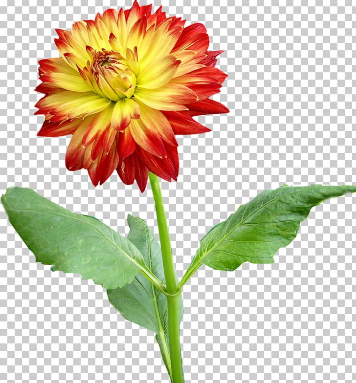 Dahlia Flower PNG, Clipart, Annual Plant, Blanket Flowers, Cartoon, Chrysanths, Creative Free PNG Download