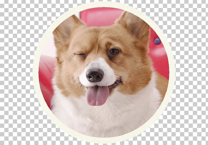 Pembroke Welsh Corgi Desktop Pet Working Dog PNG, Clipart, Animal, Carnivoran, Companion Dog, Cuteness, Desktop Wallpaper Free PNG Download