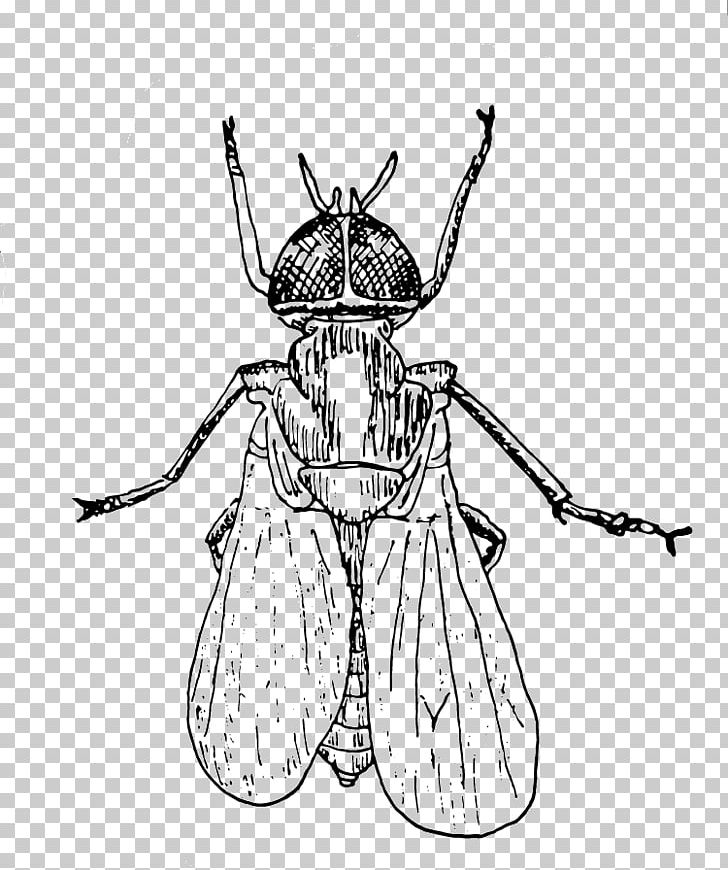 Insect Drawing PNG, Clipart, 2017, Arthropod, Artwork, Black And White, Cartoon Free PNG Download