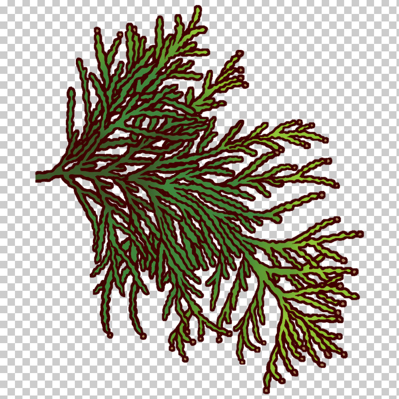 Spruce Plant Stem Twig Plants Science PNG, Clipart, Biology, Plants, Plant Stem, Plant Structure, Science Free PNG Download