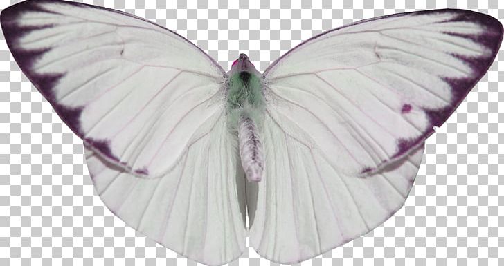 Butterfly Nymphalidae White PNG, Clipart, Blue Butterfly, Brush Footed Butterfly, Butterflies, Butterfly Group, Butterfly Wings Free PNG Download