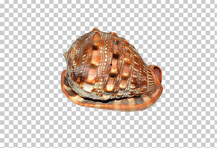 Cockle Seashell Sea Snail Conch PNG, Clipart, Animal Product, Beach, Box Turtle, Carapace, Clam Free PNG Download