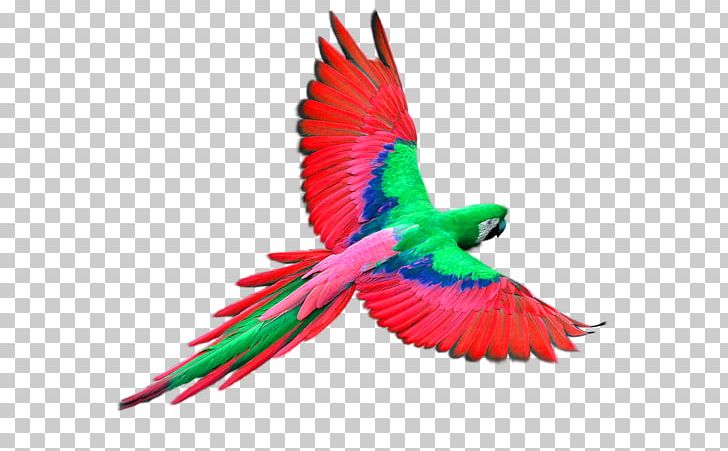 Parrot Flight Bird PNG, Clipart, Animals, Beak, Christmas Decoration, Color, Common Pet Parakeet Free PNG Download