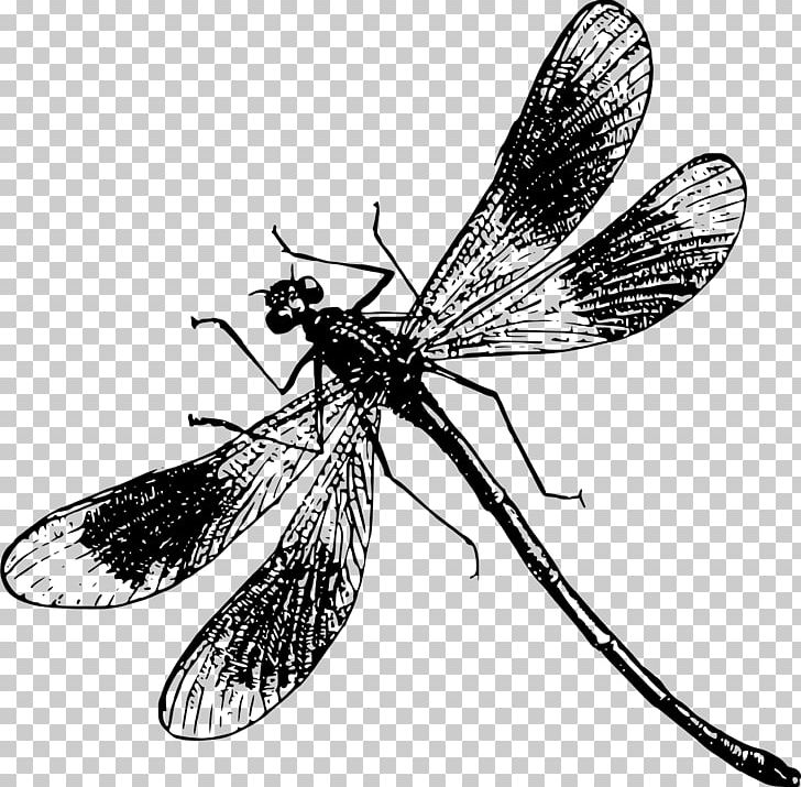 Dragonfly Insect PNG, Clipart, Arthropod, Black And White, Computer Icons, Dragonfly, Drawing Free PNG Download