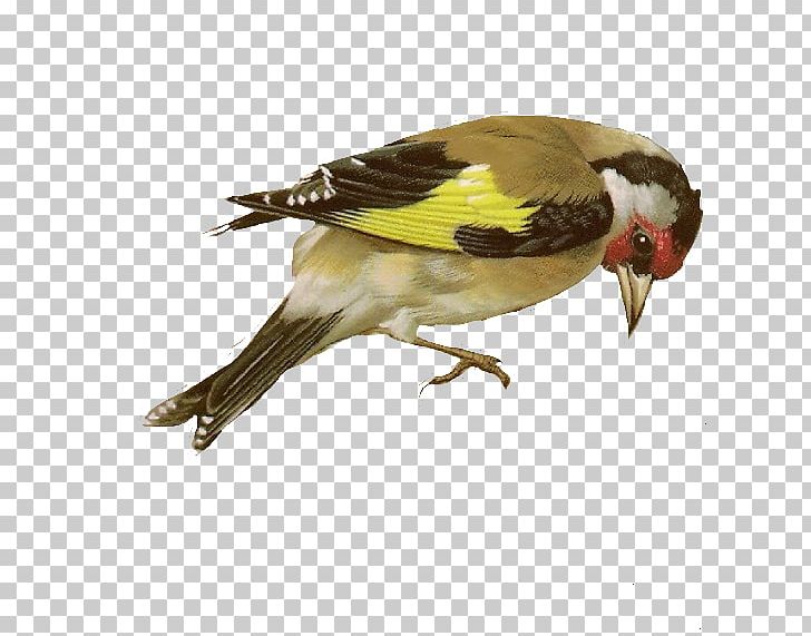 Finches Birds Of North America Wren Feather PNG, Clipart, Animals, Beak, Bird, Birds Of North America, Blue Jay Free PNG Download