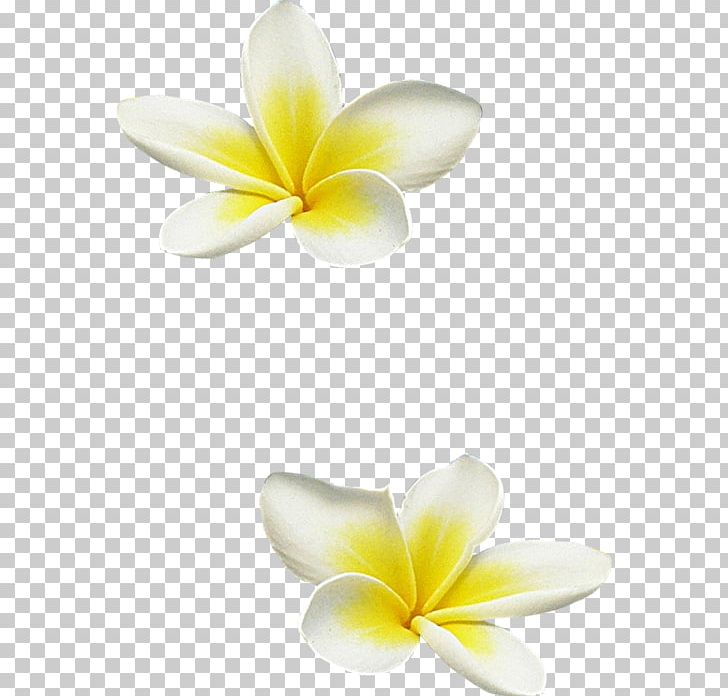 Frangipani Flower PNG, Clipart, Flower, Flowering Plant, Frangipani, Nature, Petal Free PNG Download