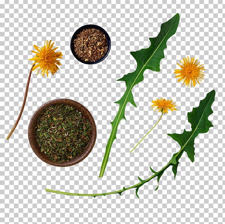 Wild Plants You Can Eat Eating Edible Mushroom Dandelion PNG, Clipart, Common Purslane, Common Sunflower, Dandelion, Dandelions, Dandelion Vector Free PNG Download