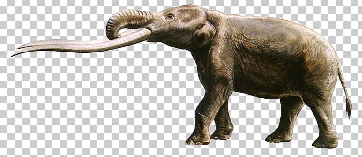African Elephant Gomphotherium Anancus Tusk PNG, Clipart, Animal Figure, Animals, Deinotherium, Dinosaur, Elephant Free PNG Download