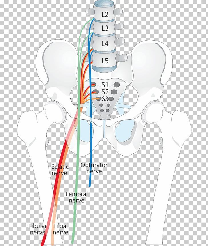 Dermatome Nerve Piriformis Syndrome Anatomy Facet Syndrome PNG, Clipart,  Free PNG Download
