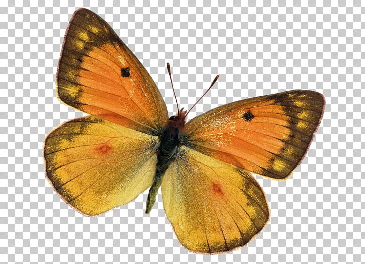 Monarch Butterfly Lycaenidae Moth Pieridae PNG, Clipart, Arthropod, Brush Footed Butterfly, Butterflies And Moths, Butterfly, Colias Free PNG Download