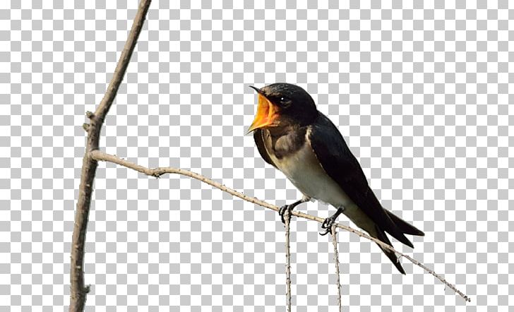 Old World Flycatcher American Sparrows Beak Wing PNG, Clipart, American Sparrows, Bird, Branches, Cartoon Swallow, Computer Icons Free PNG Download