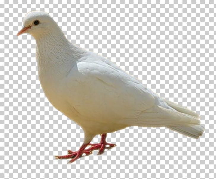 Rock Dove Homing Pigeon Columbidae Bird Colombe PNG, Clipart, Animals, Beak, Bird, Chicken, Colombe Free PNG Download